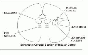 Insular Cortex Schematic